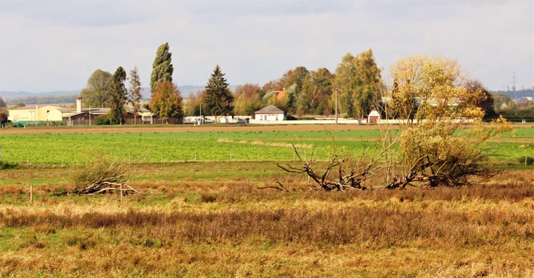 Bingenheimer Ried (Hessen)